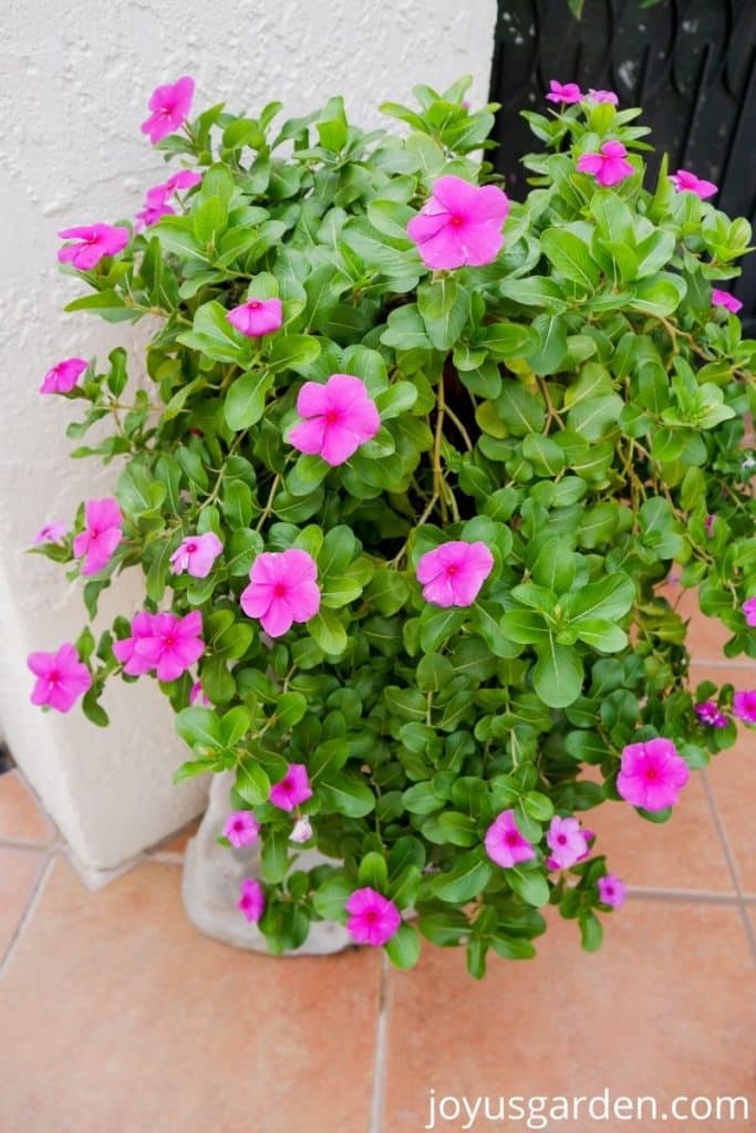 close up of a deep pink trailing annual vinca