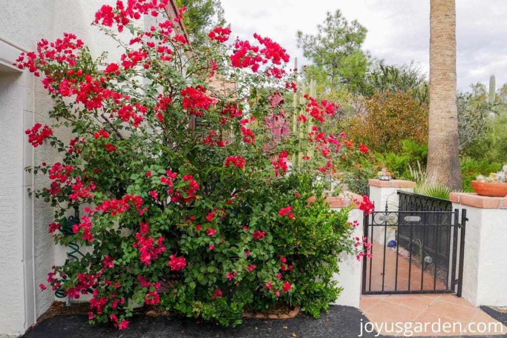 looking at a desert garden with a rose/red bougainvillea barbara karst in the foreground