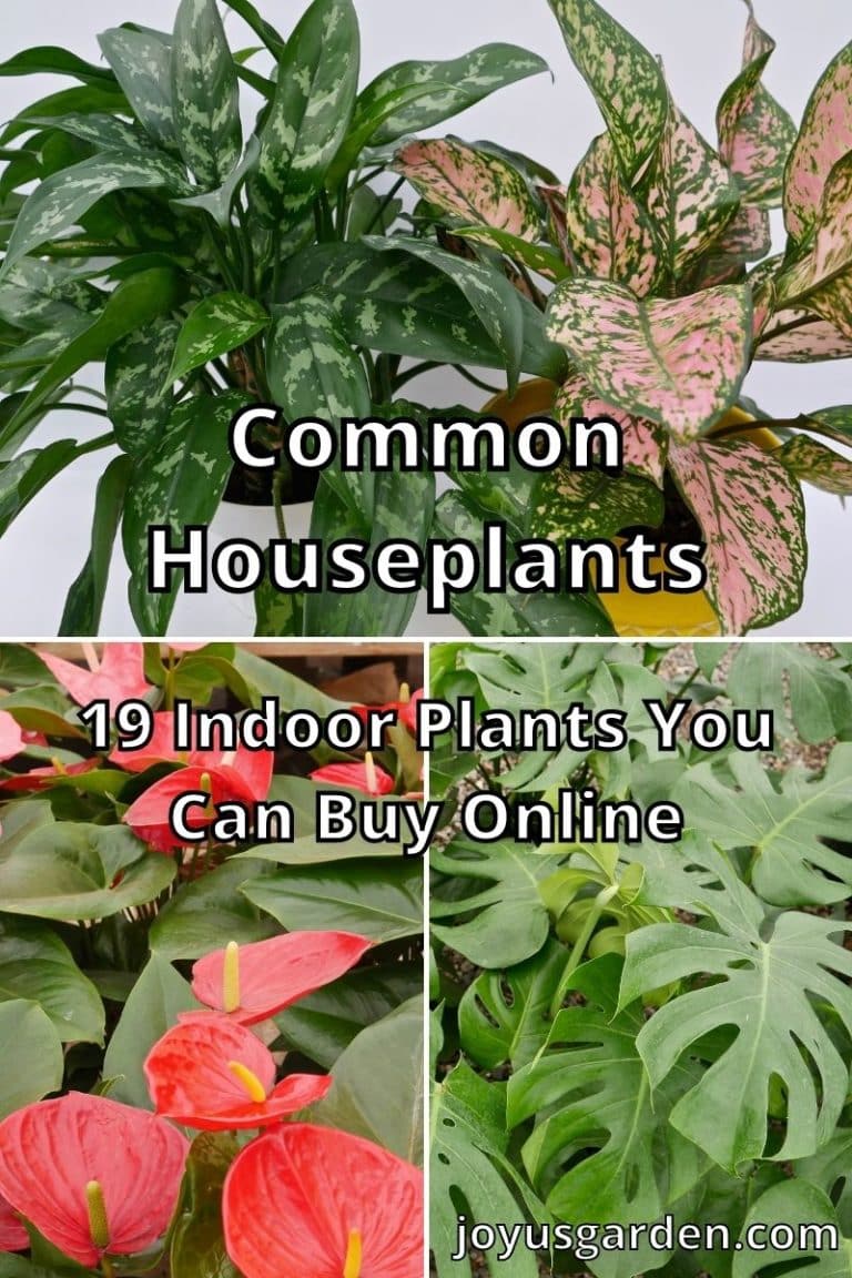 Common Houseplants: 28 Choice Indoor Plants To Buy Online