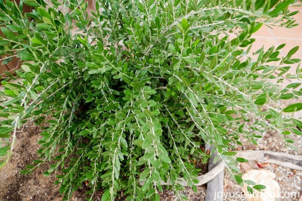 close up of the foliage of an olive "lil ollie"