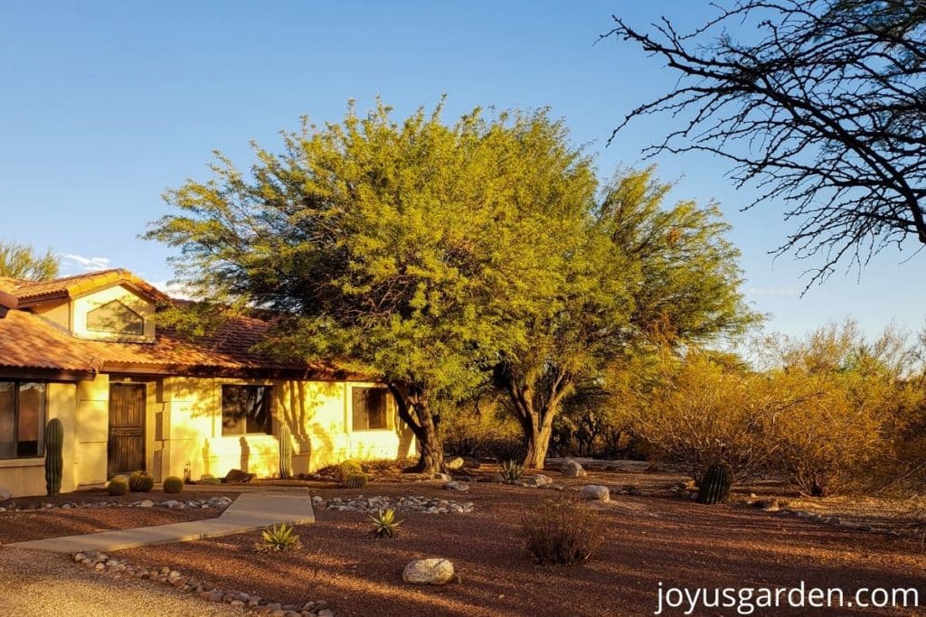 a yellow gold home with 2 large mesquite trees in tucson az