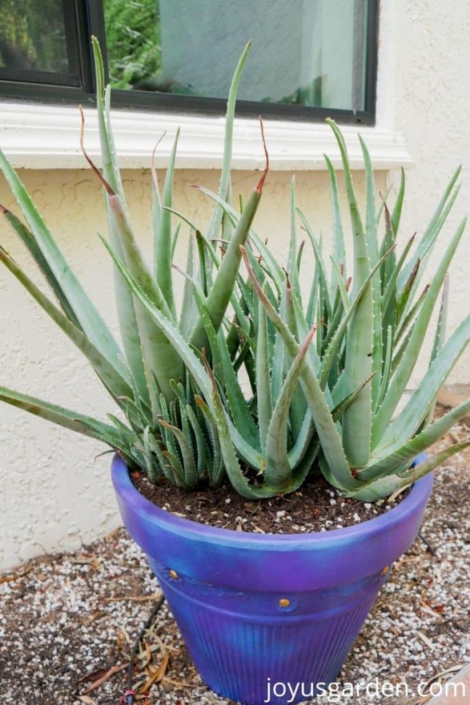 a large pot of aloe vera with babies grows outdoors in a pot
