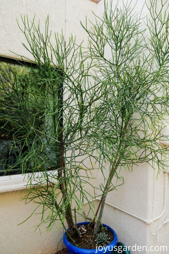 a large pencil cactus grows outdoors in a corner