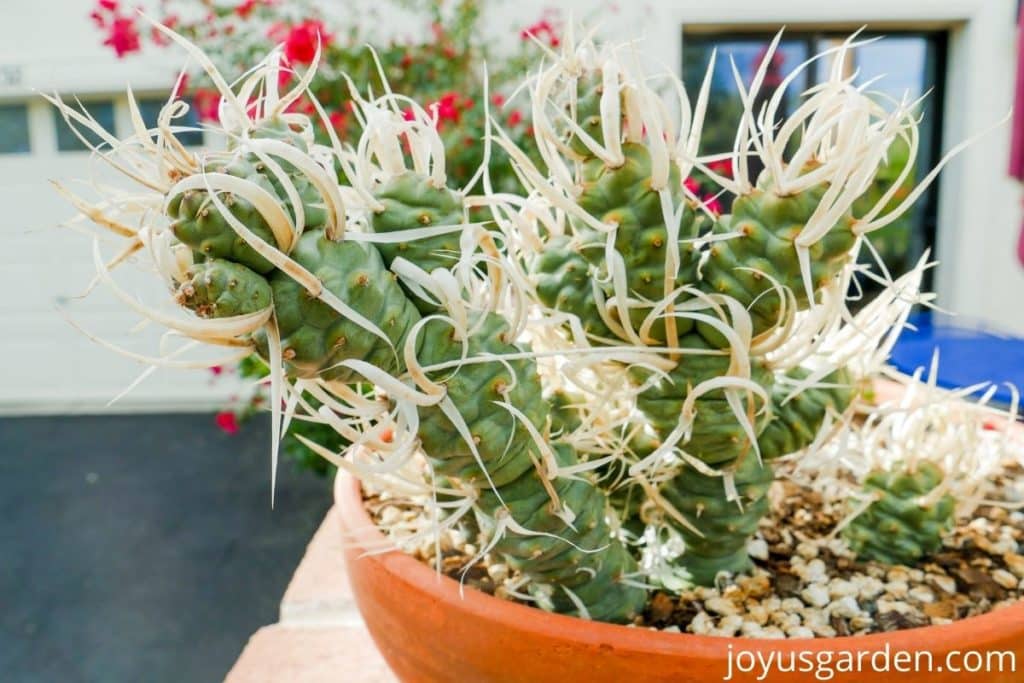 close up of a paper spine cactus