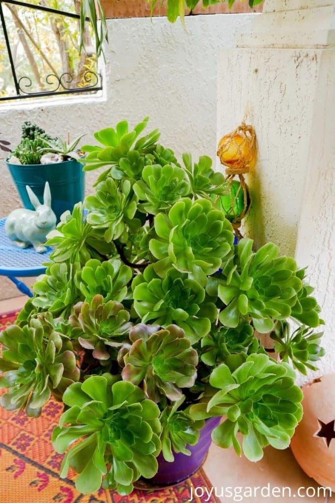 close up of a container planted with tall aeoniums