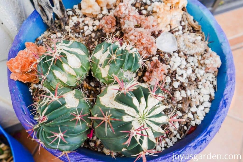 looking down on an echinocactus with red spines which has been chewed by pack rats