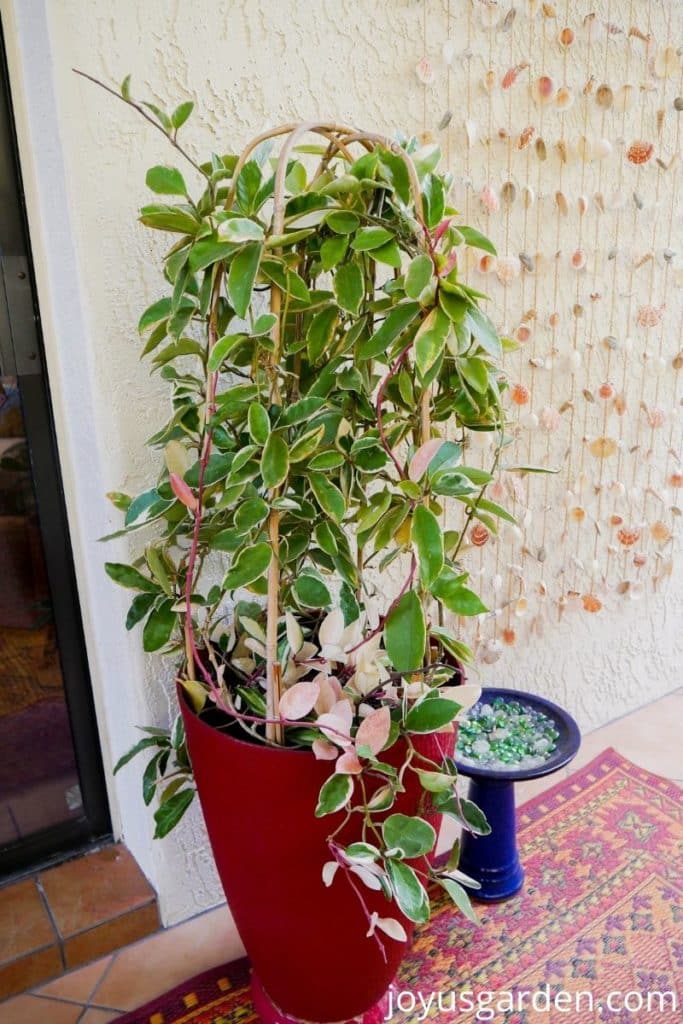 a tall variegated hoya topiary with a shell curtain next to it