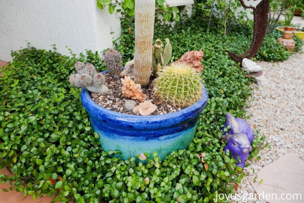 a mixed cactus planting in a blue ceramic container