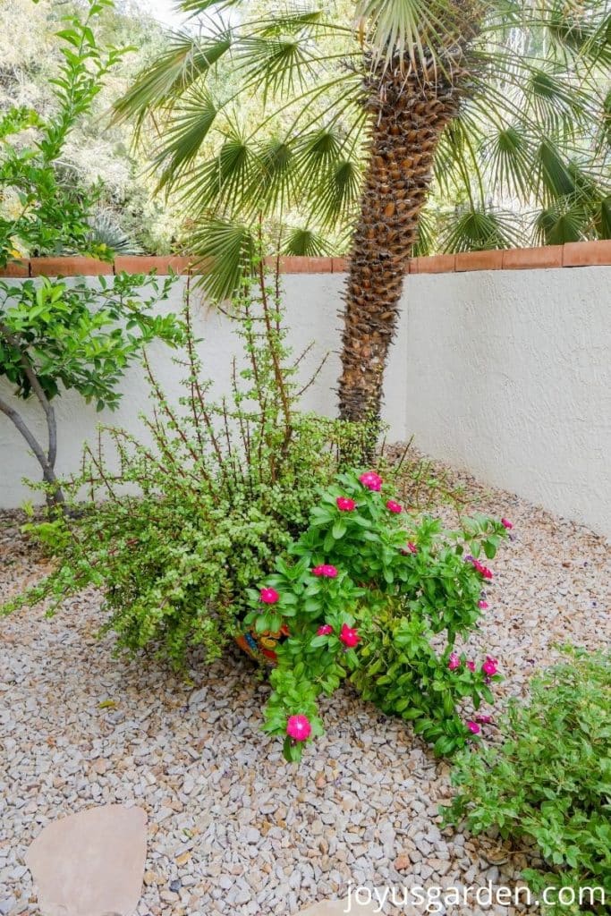 an elephant's food bush & a red annual vinca grow in a pot in front of a mediterranean fan palm