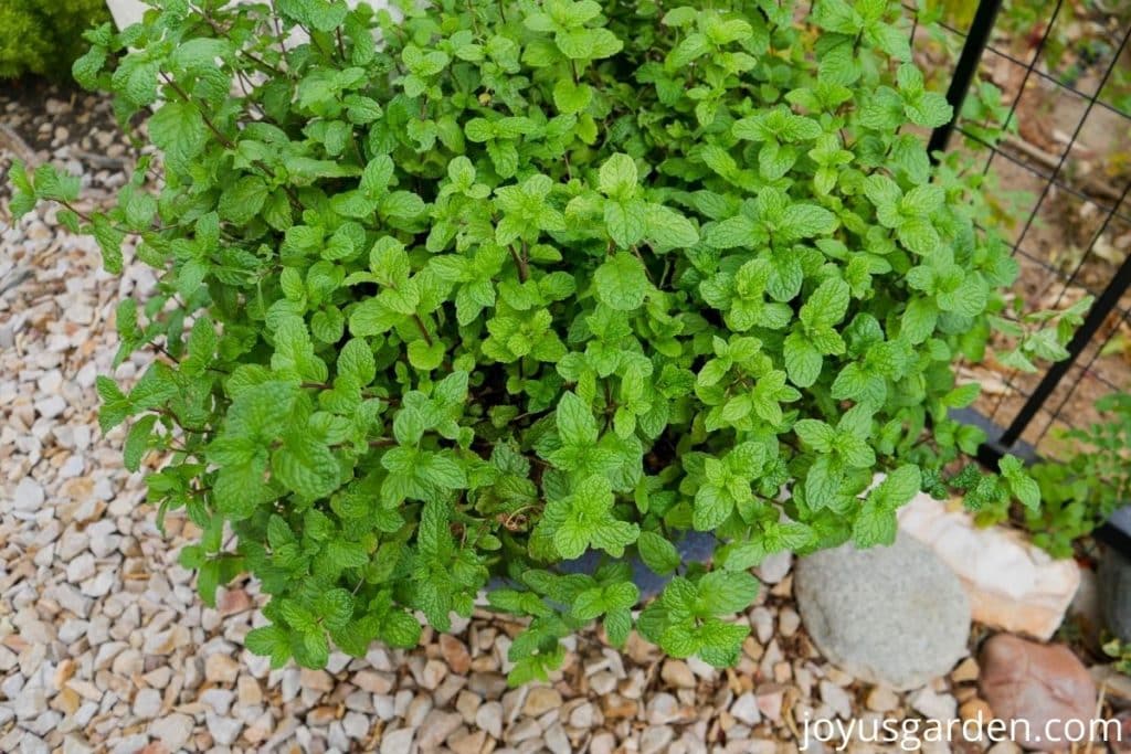 looking down on a pot of mojito mint