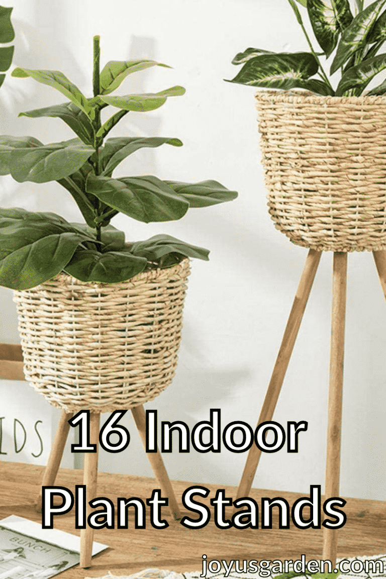 Indoor Plant Stands: 16 Styles You and Your Houseplants Will Love