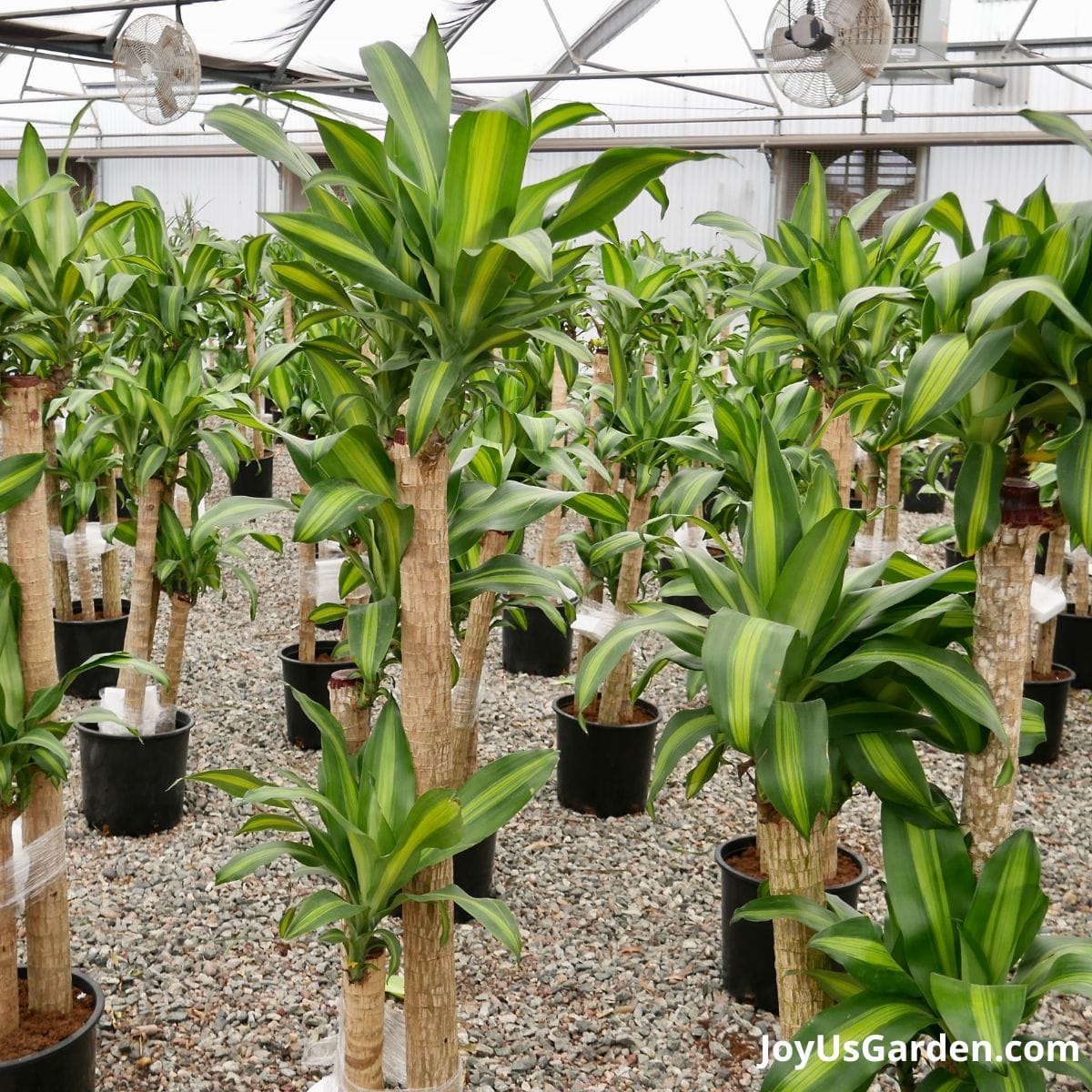 a vast amount of corn plant being grown in nursery greenhouse
