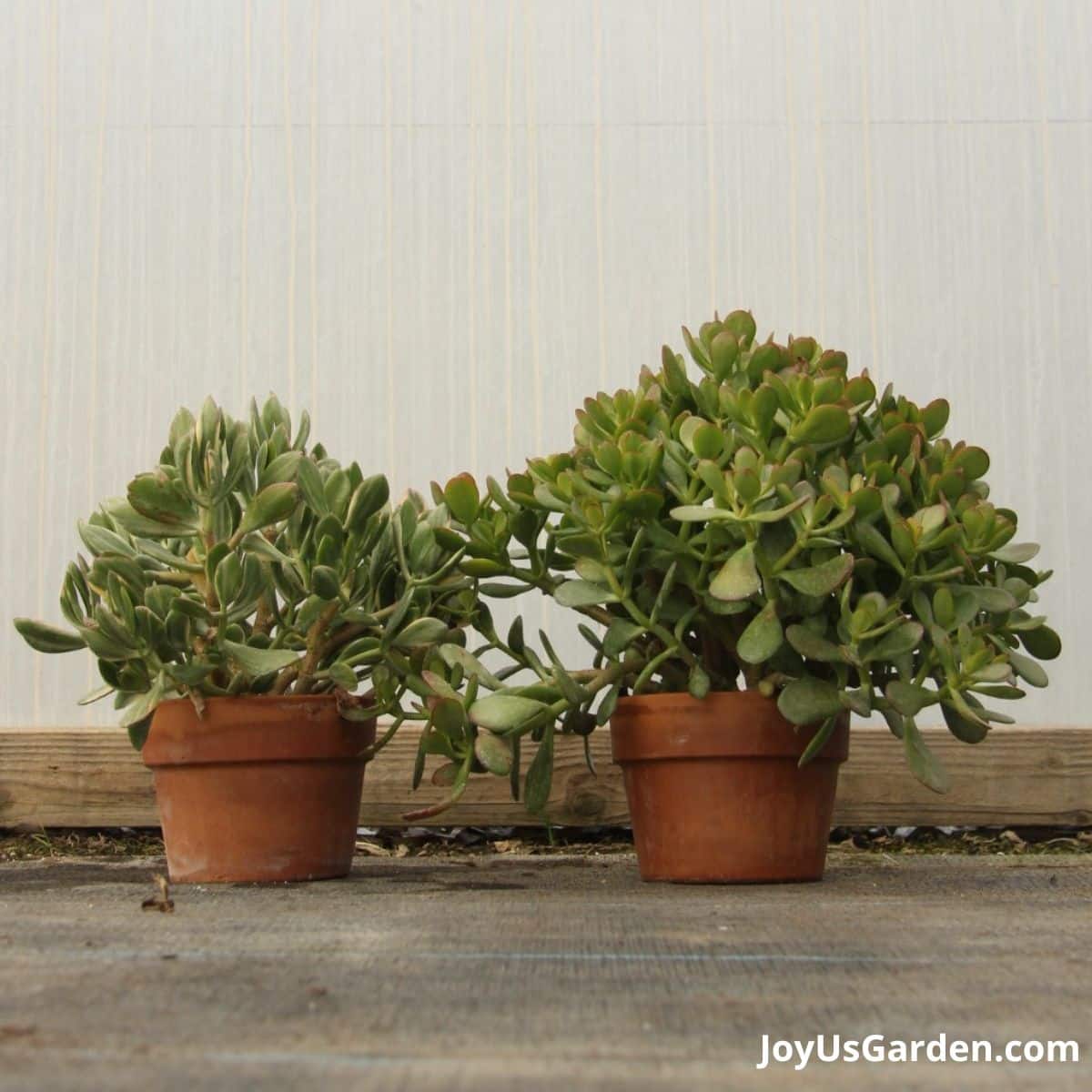 two jade plants in clay pots on the ground next to each other in greenhouse