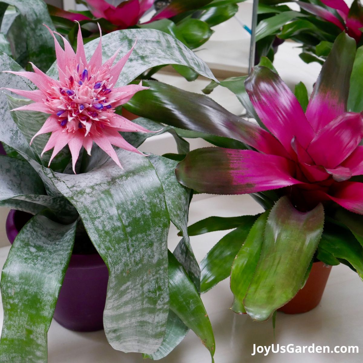 two bromeliads sitting on counter top flowers in shades of pink and purple