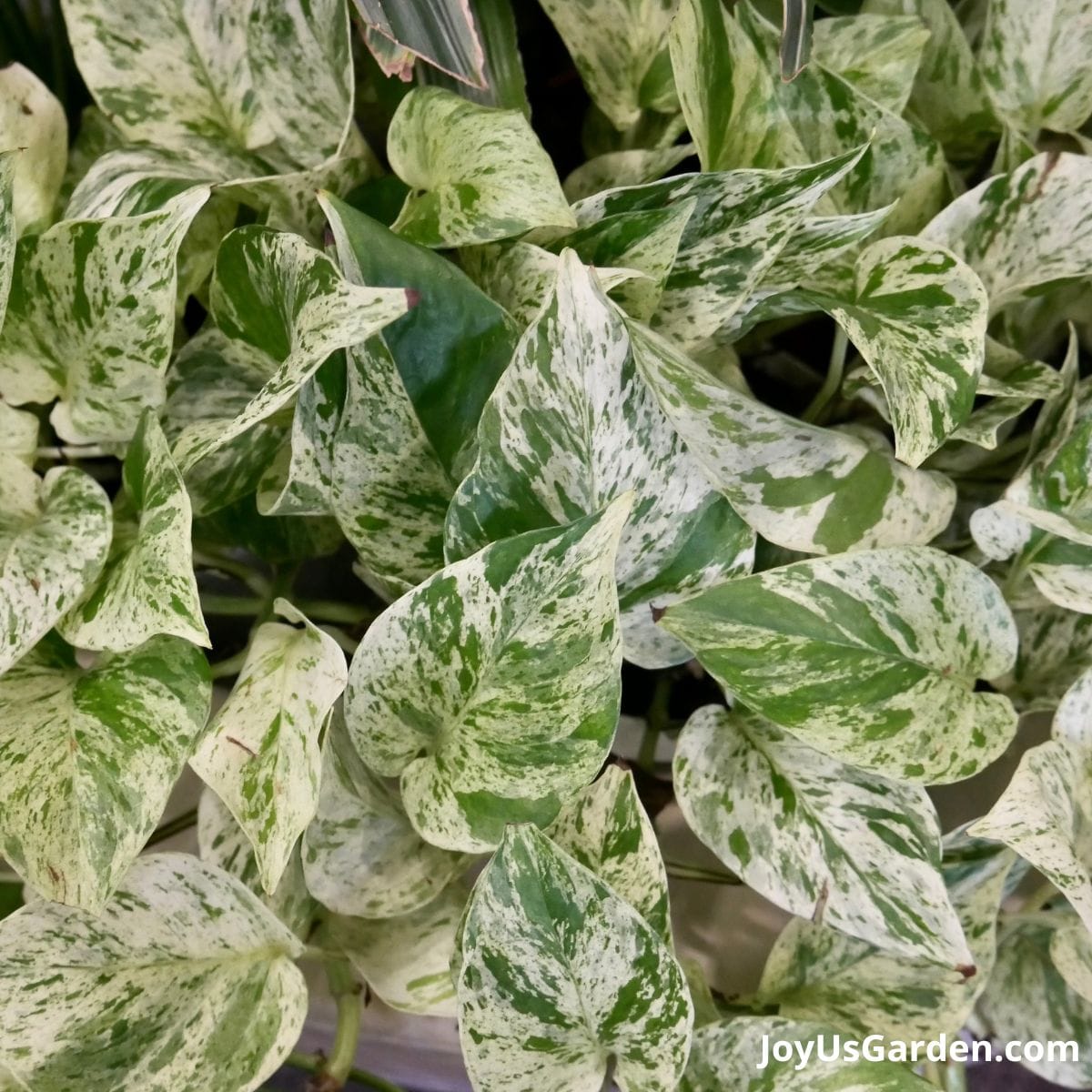 close up of marble queen pothos variegated leaves