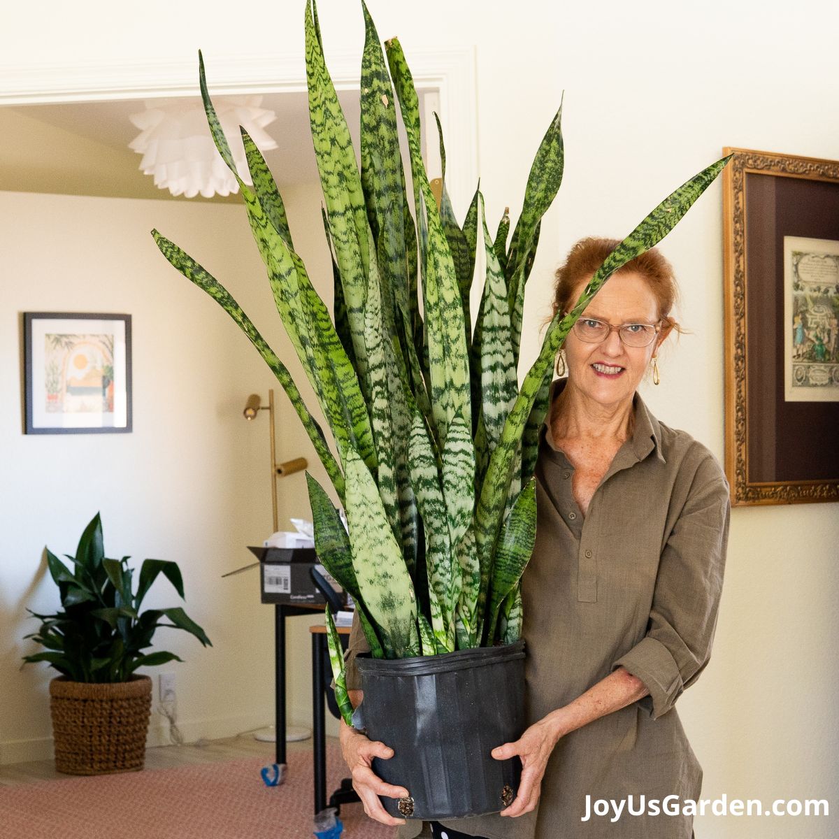 nell foster in brown shirt standing indoors holding a Sansevieria snake plant in black grow pot 
