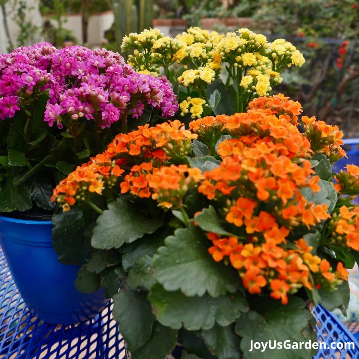 calandiva and kalanchoe in orange yellow and pink sitting on outdoor blue table