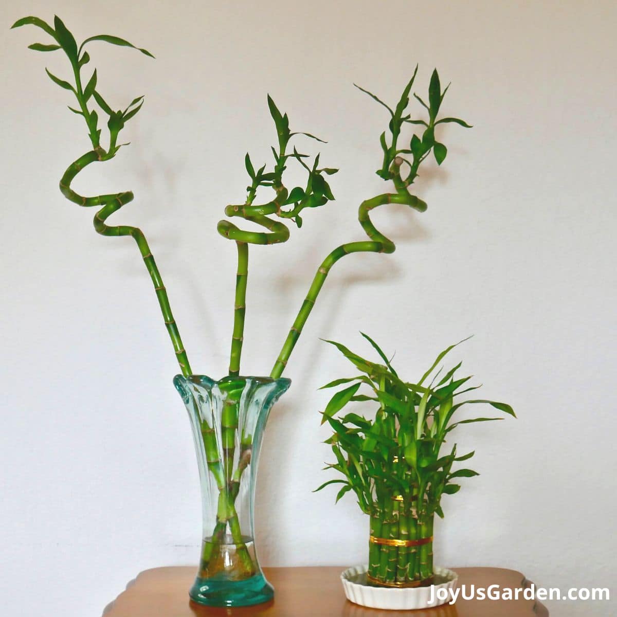 two lucky bamboo on table growing indoors in water 