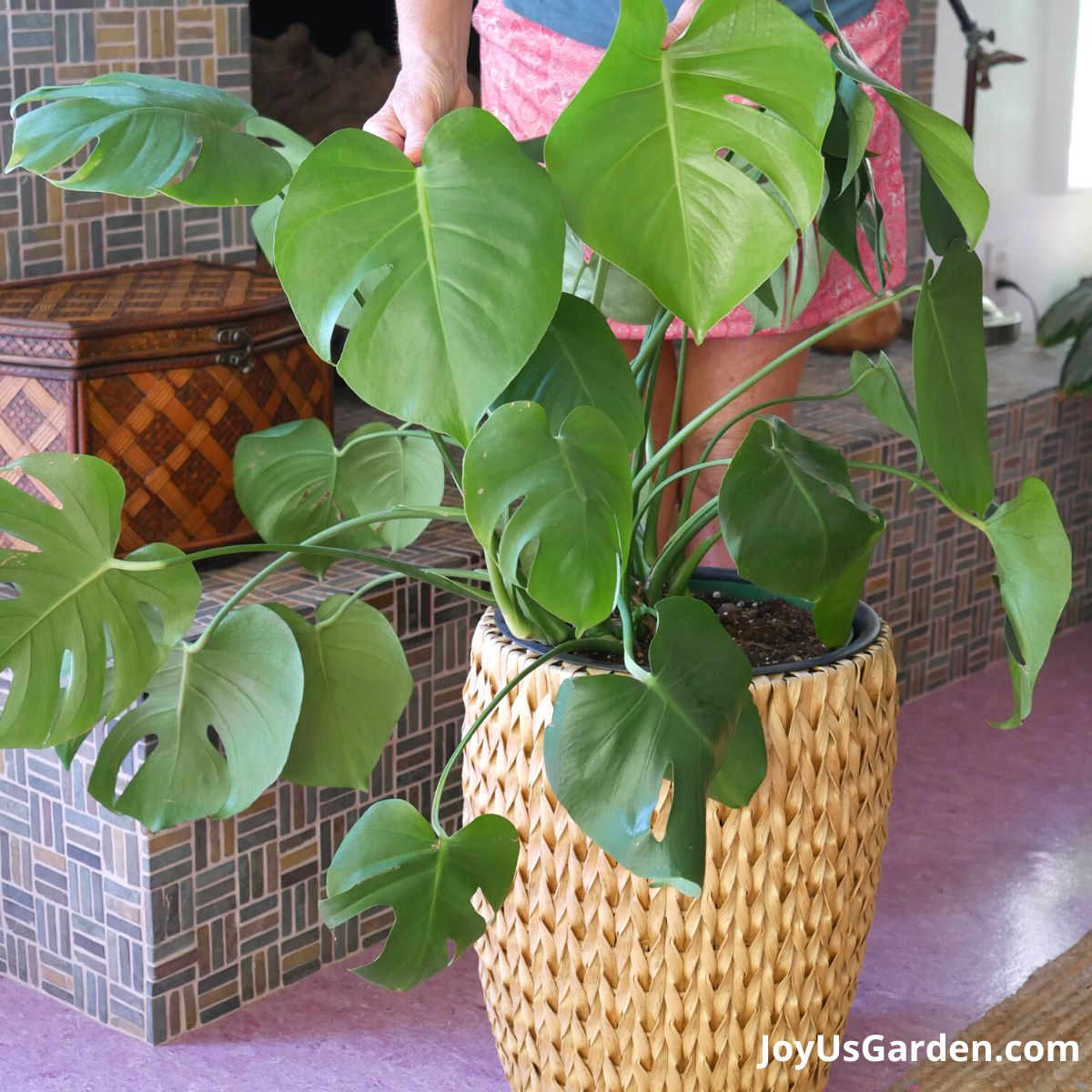 nell foster standing next to monstera deliciosa large size plant growing indoors in plant basket