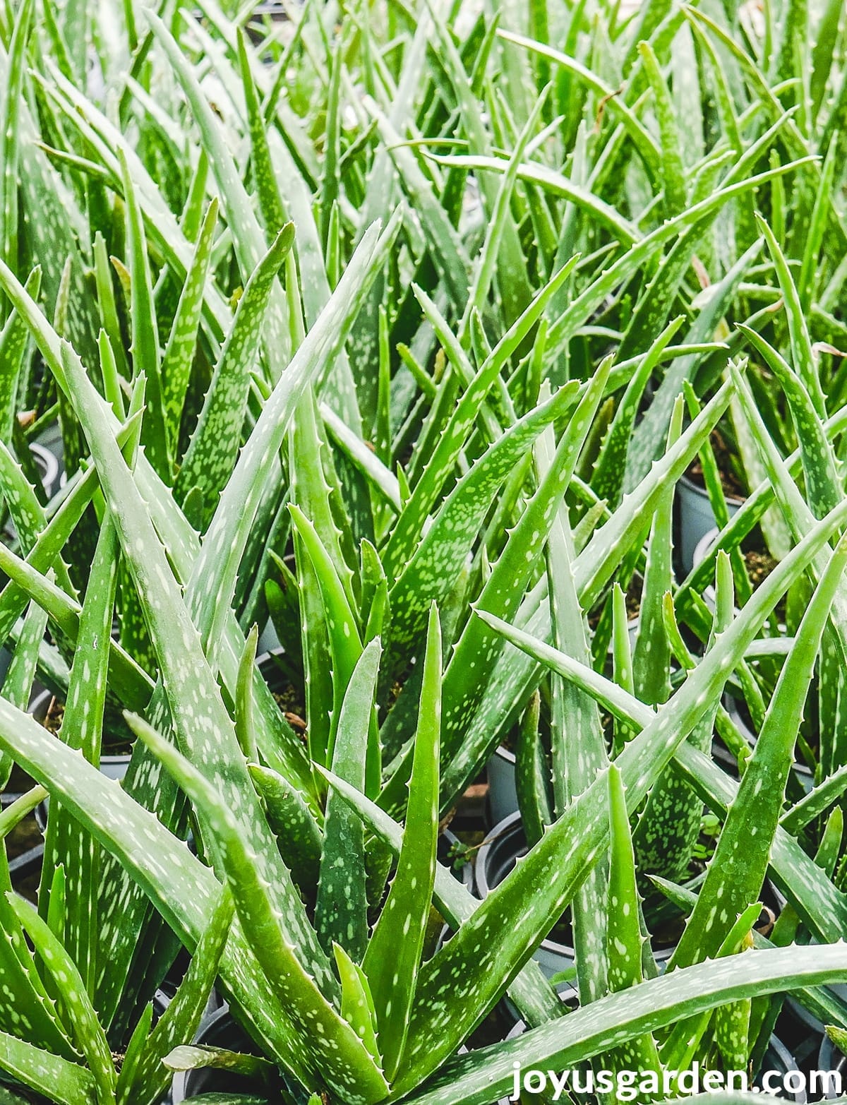 Aloe Vera Plant Care Guide - Joy Us Garden | Care, Propagation, and Pruning