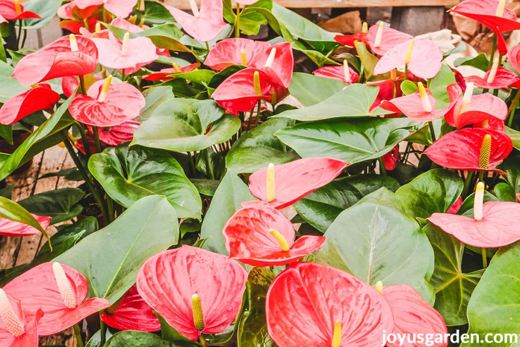 many anthurium plants with red flowers