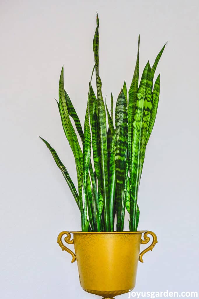 a tall snake plant sansevieria in a yellow gold urn planter