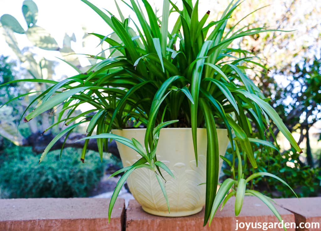 Spider plant growing outdoors in a cream pot on a ledge of a brick wall.