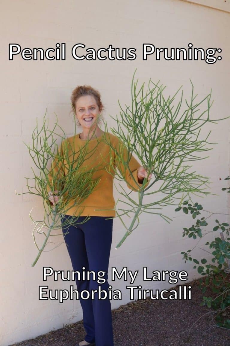 Pencil Cactus Pruning: Pruning  My Large Euphorbia Tirucalli