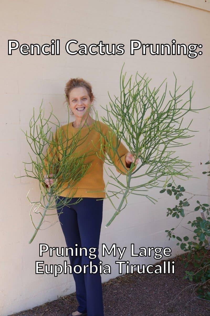 nell foster holds 2 large pencil cactus cuttings the text reads pencil cactus pruning pruning my large euphorbia tirucalli