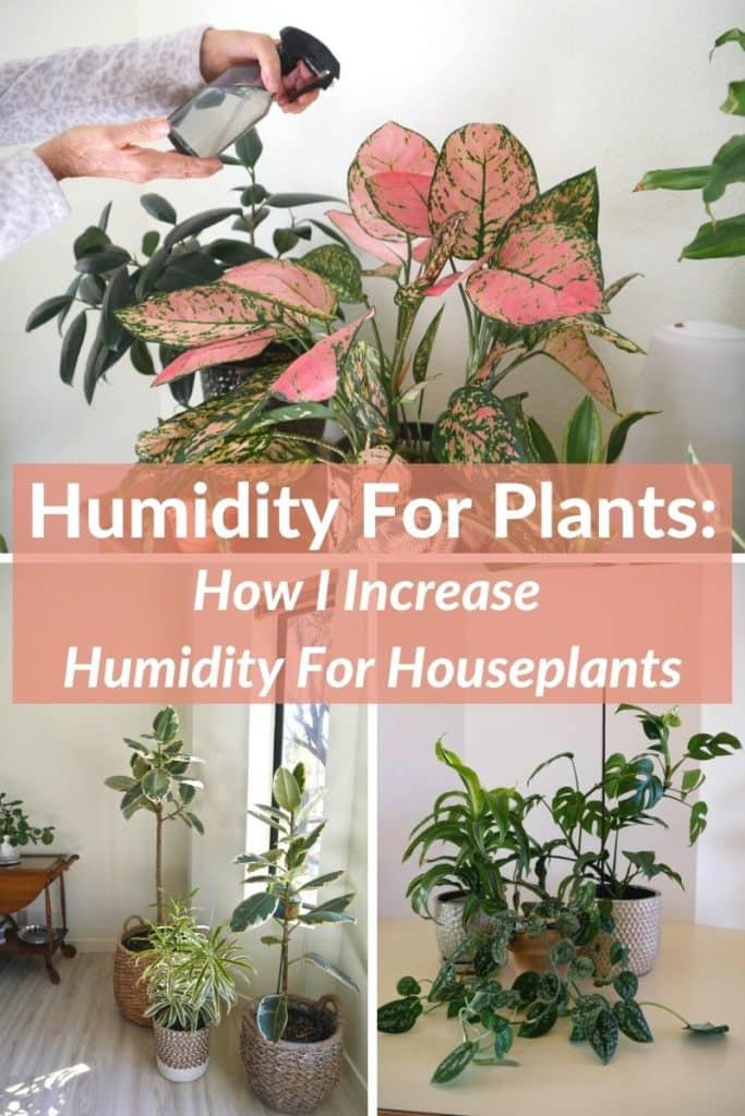 Plant Humidity How to Increase Humidity For Houseplants