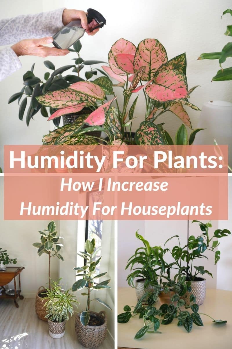 Creating Humidity for Indoor Plants: A How-To Guide - Dossier Blog