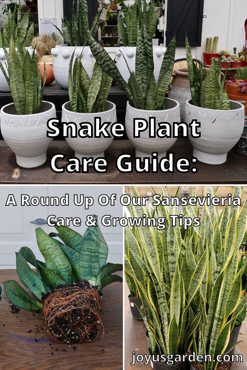 snake plants in pots