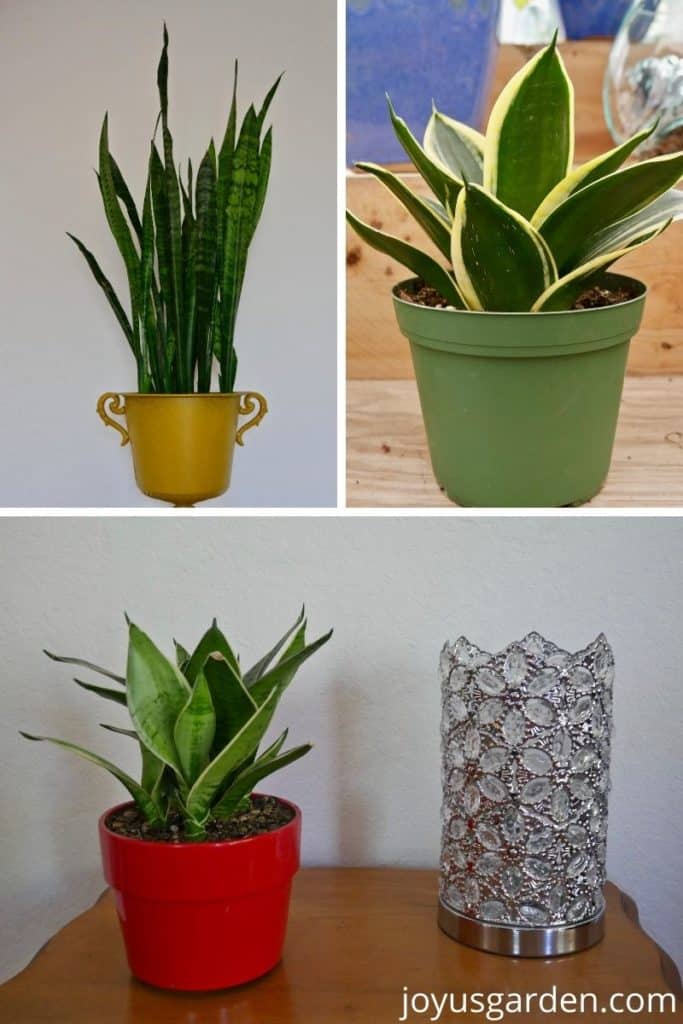 a snake plant in a yellow pot, a snake plant in a green pot, a small snake plant in a red pot next to a decorate silver pot