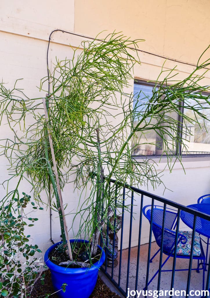 a large pencil cactus euphorbia tirucalli leans against a wall & is tied to a clothesline