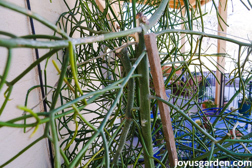 close up of a broken branch of a pencil cactus euphorbiia tirucalli