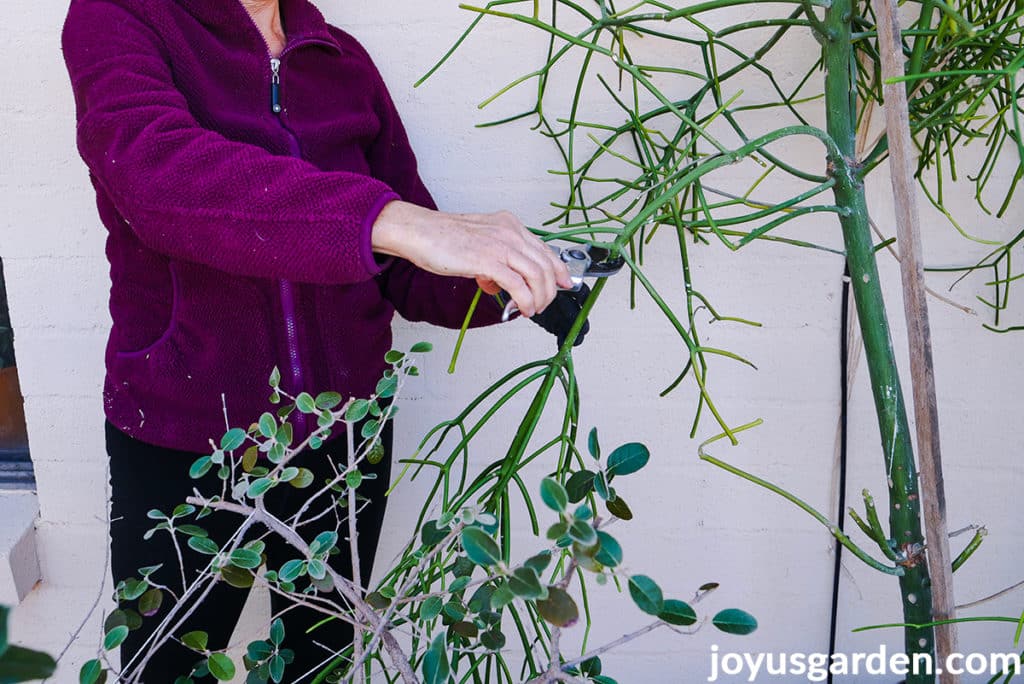 a woman in a plum jacket is pruning a pencil cactus euphorbia tirucalli