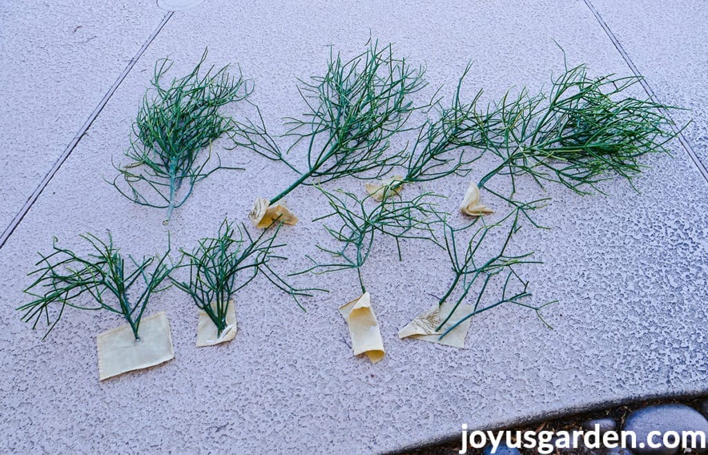 many large & small pencil cactus euphorbia tirucalli cuttings lie on a patio