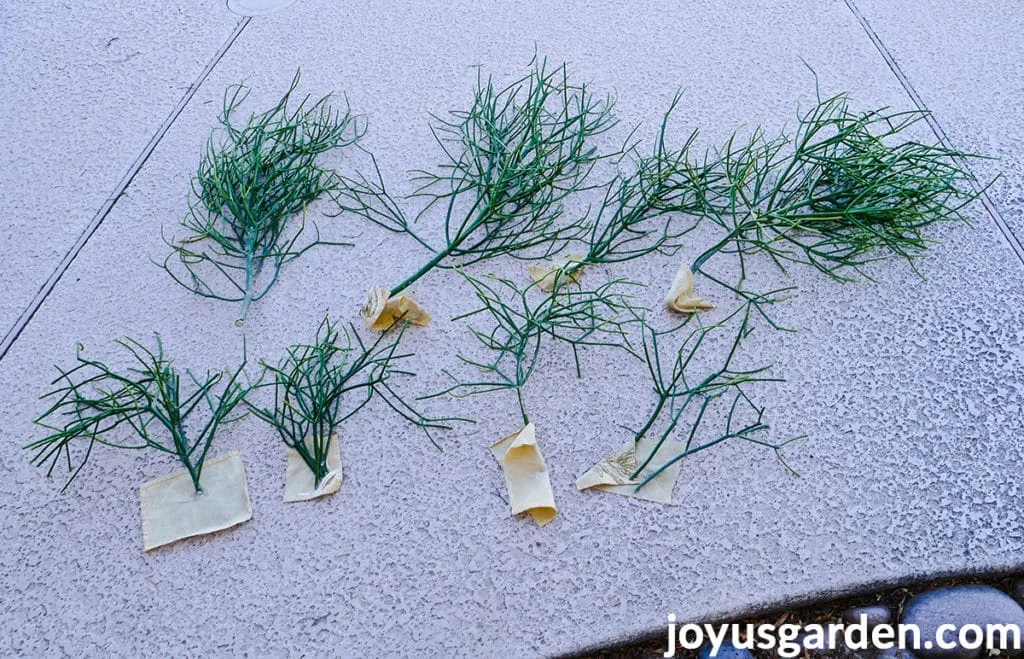 many large & small pencil cactus euphorbia tirucalli cuttings lie on a patio