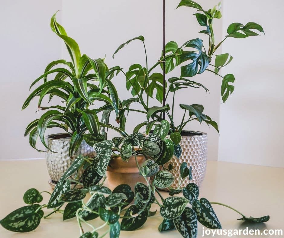 Creating Humidity for Indoor Plants: A How-To Guide - Dossier Blog