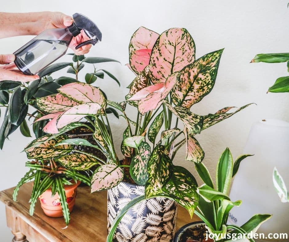 a pink agalonema chinese evergreen is being sprayed with a small mister