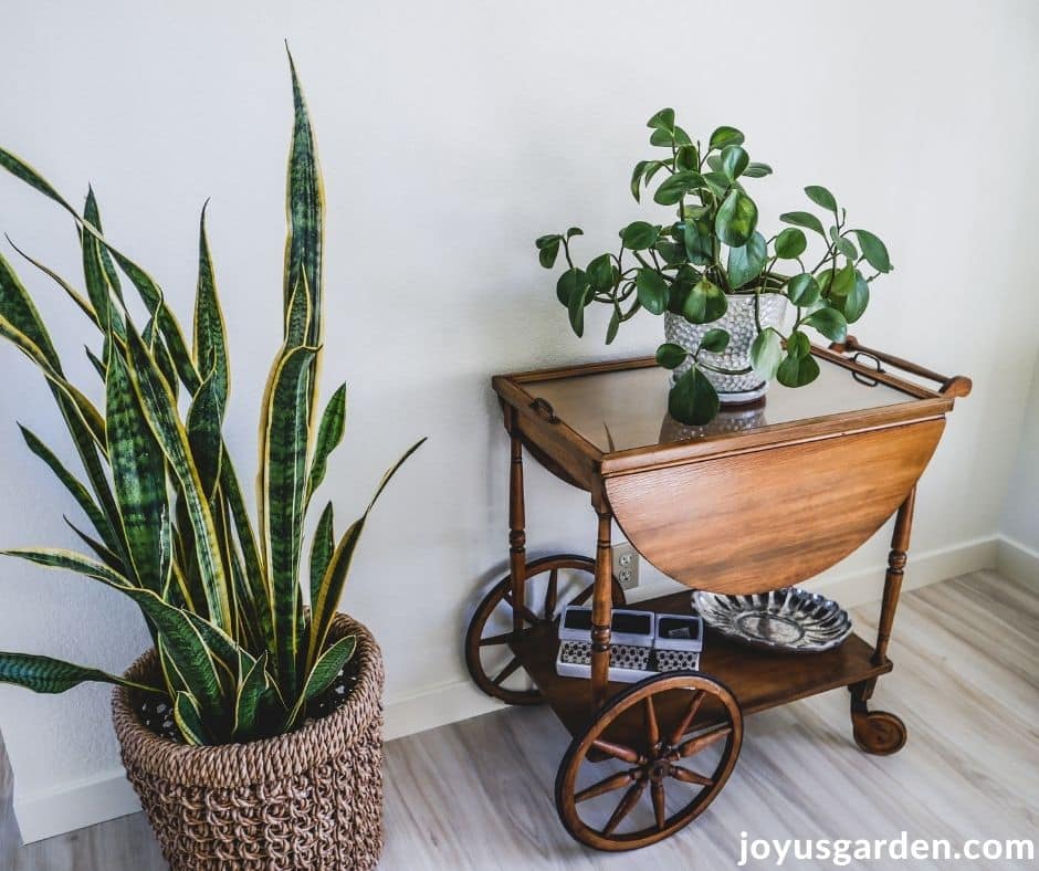 How to increase humidity for houseplants (without a humidifier