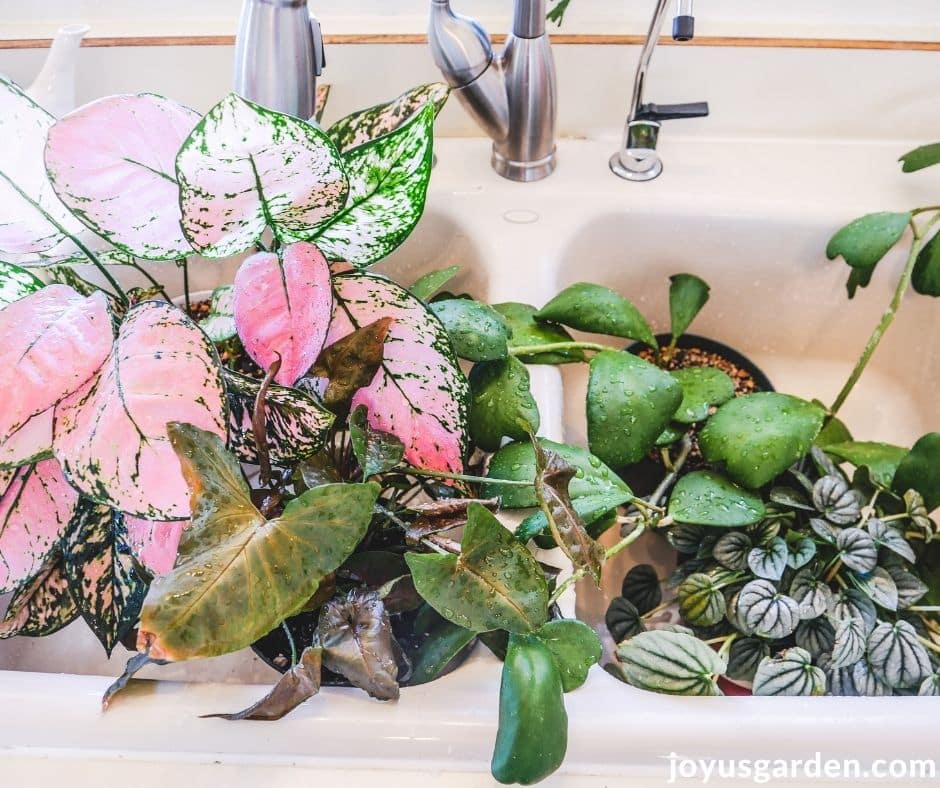 4 different houseplants with wet foliage sit in a sink