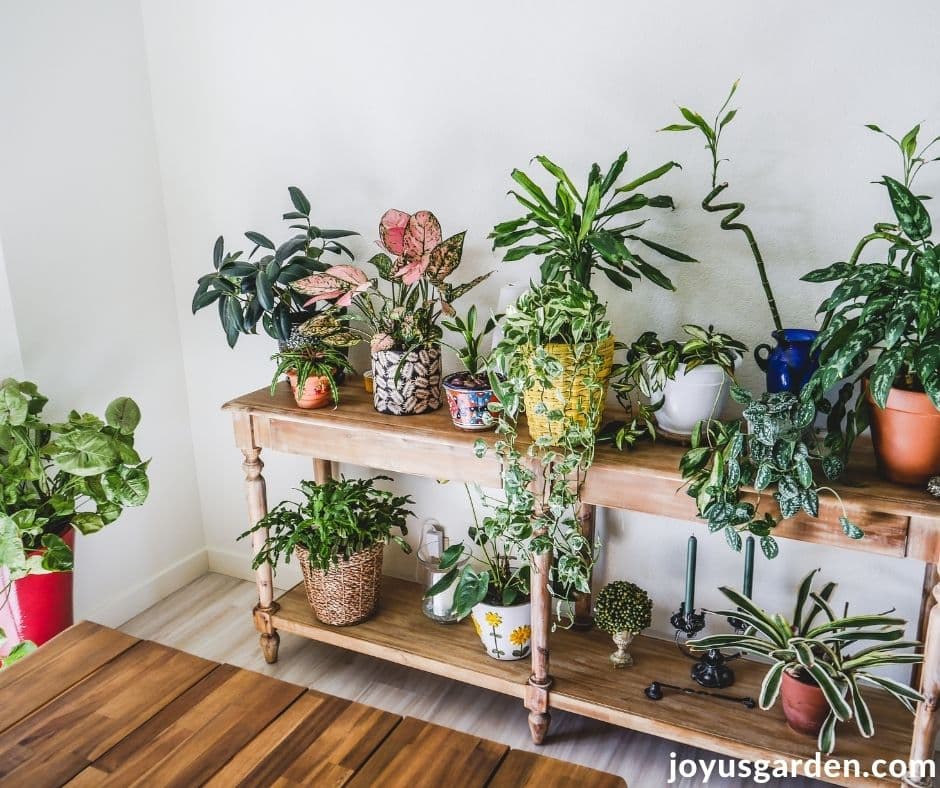 many different houseplants grow on a 2 tiered table 