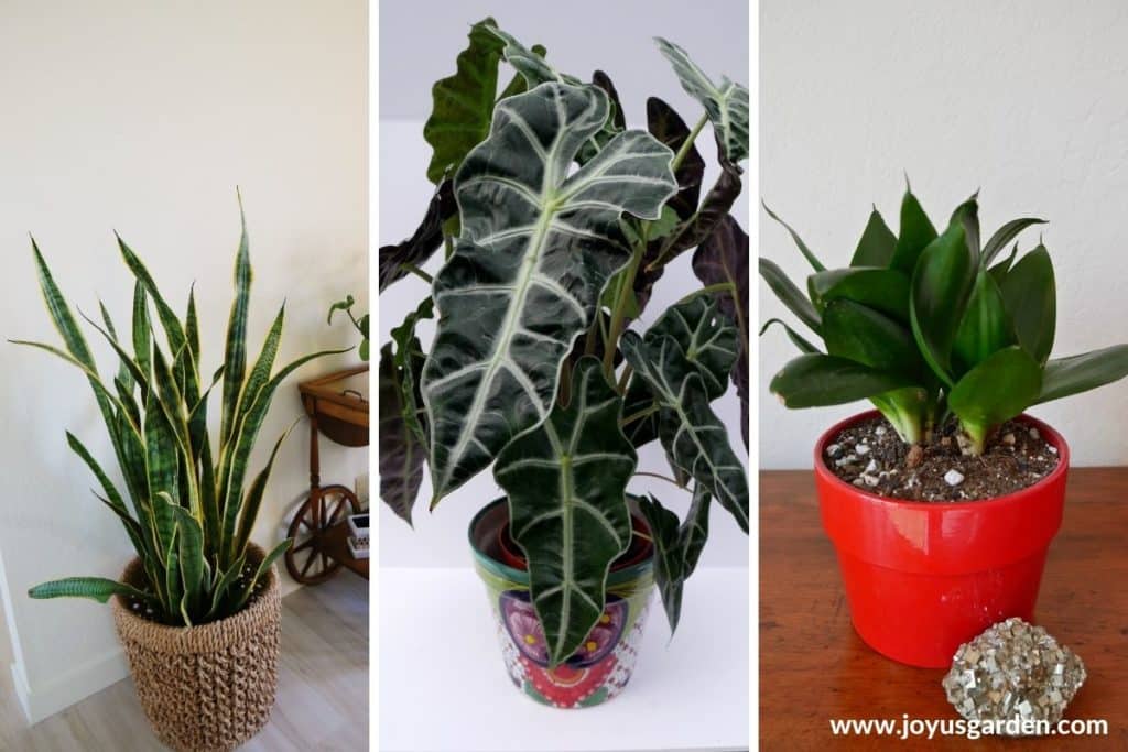 a collage of 3 photos showing a tall snake plant & african mask plant & birds nest sansevieria