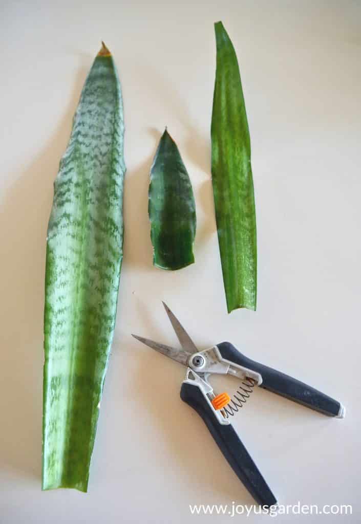 three snake plant leaves next to a pair of floral snippers