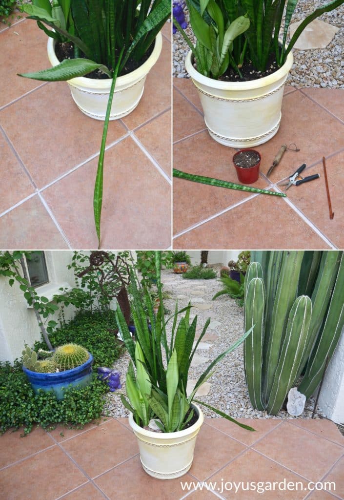 a collage of 3 photos with large pots of snake plants sansevierias