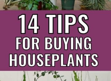 various houseplants with text 14 tips for buying houseplants