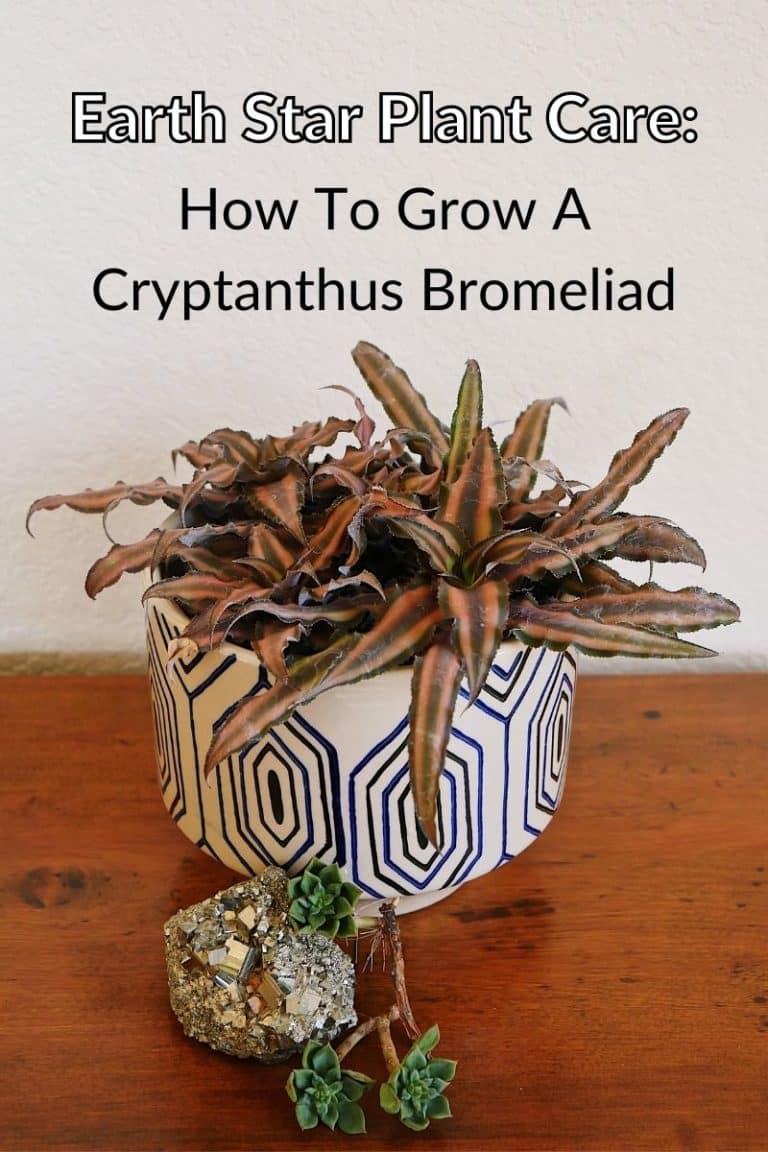 Earth Star Plant Care: Growing A Cryptanthus Bivittatus