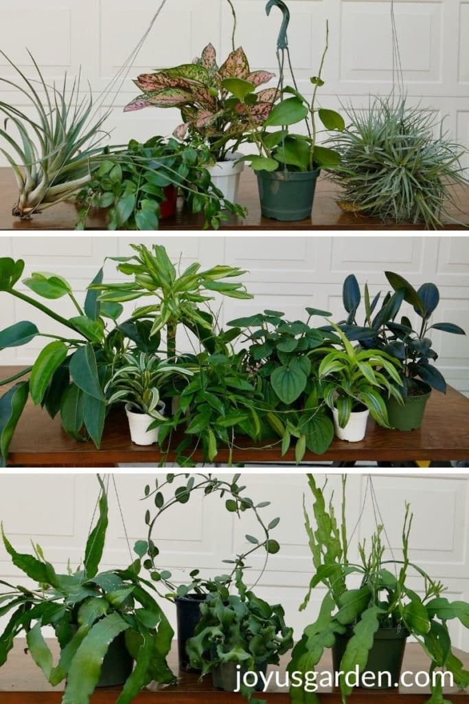 a collage of 3 different photos showing houseplants on a work table