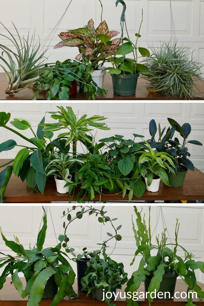 Buying Houseplants 14 Tips For Indoor Gardening Newbies